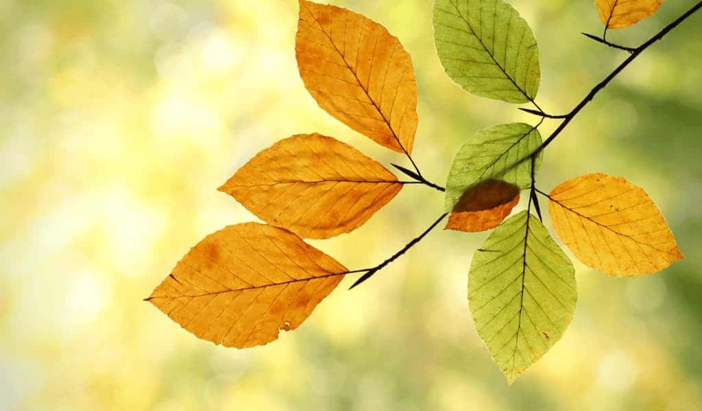 Transformations of thoughts